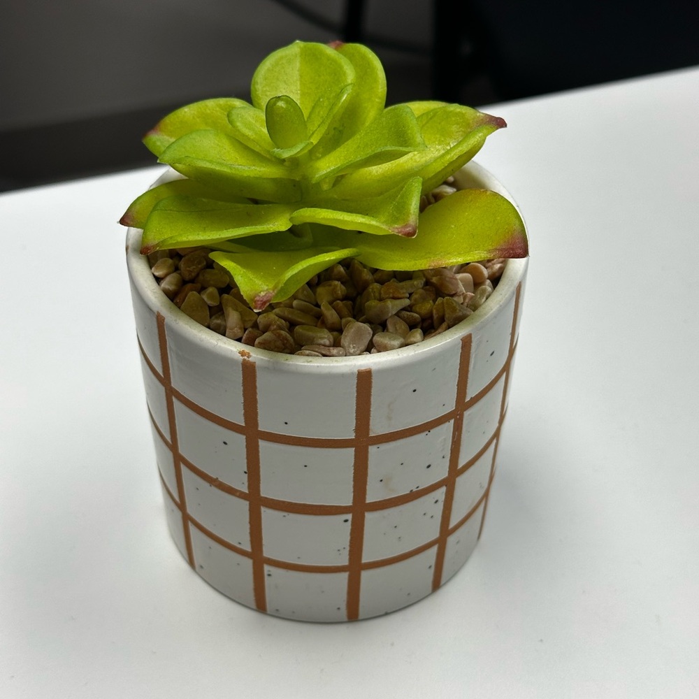 Green Succulent in Checkered Planter